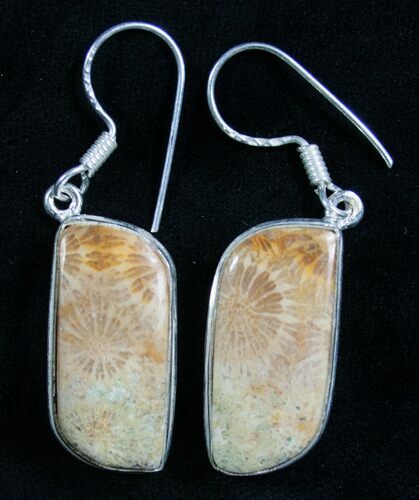 Beautiful Fossil Coral Sunburst Earrings #7910